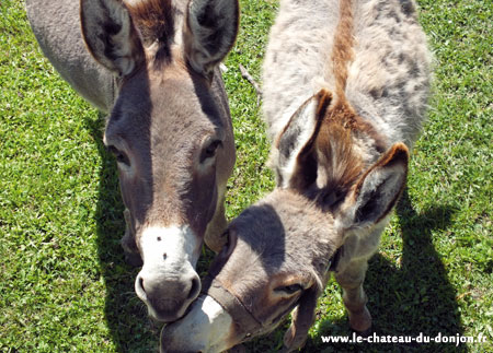 les ânes font la joie des locataires 